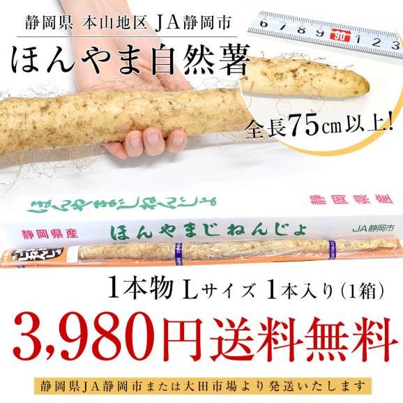 静岡県 JA静岡市 本山自然薯 ほんやまじねんじょ 1本物 Lサイズ 1本入り 送料無料 山芋 やまいも とろろ03