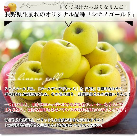 長野県より産地直送 JAながの りんご食べ比べ！ りんごセット約5キロ （シナノゴールド・サンふじ 計14玉から18玉）送料無料 りんご　林檎04