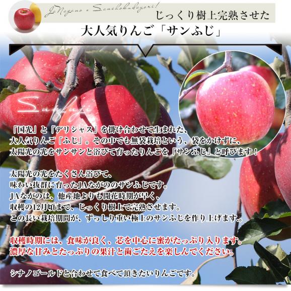 長野県より産地直送 JAながの りんご食べ比べ！ りんごセット約5キロ （シナノゴールド・サンふじ 計14玉から18玉）送料無料 りんご　林檎05