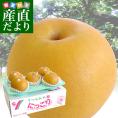 栃木県より産地直送 JAうつのみや 栃木県オリジナル品種 貯蔵 にっこり梨 5キロ (5玉から7玉)送料無料 山口果樹園・島田梨園他 なし ナシ