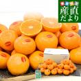 愛媛県 JAにしうわ 真穴みかん 約2.8キロ(1.4キロ×2袋) 2LからMサイズ 送料無料 ミカン 蜜柑 まあなみかん 愛媛みかん 市場発送