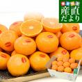 【お歳暮 ギフト】愛媛県 JAにしうわ 真穴みかん 約3キロ2Lサイズ（21玉) 送料無料 ミカン 蜜柑  愛媛みかん 市場発送