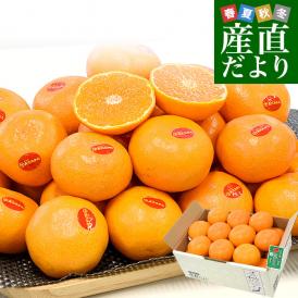 【お歳暮 ギフト】愛媛県 JAにしうわ 真穴みかん 約3キロ2Lサイズ（21玉) 送料無料 ミカン 蜜柑  愛媛みかん 市場発送