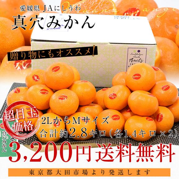 愛媛県 JAにしうわ 真穴みかん 約2.8キロ(1.4キロ×2袋) 2LからMサイズ 送料無料 ミカン 蜜柑 まあなみかん 愛媛みかん 市場発送03