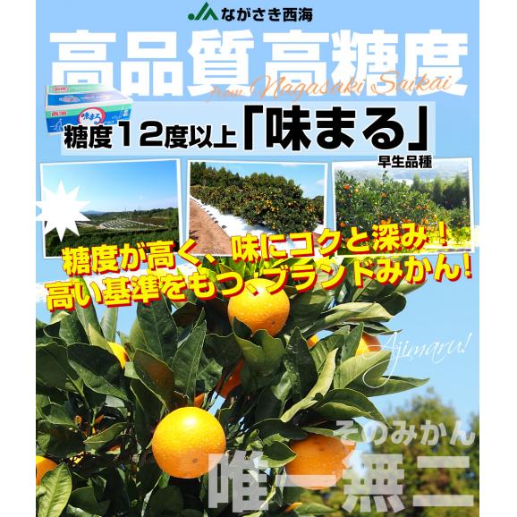 長崎県 JAながさき西海 味まる LからSサイズ 優品以上 約3キロ(24玉から36玉前後）送料無料 早生みかん ミカン 蜜柑04