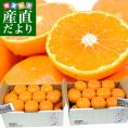 愛媛県 JAにしうわ「川上みかん」2Lサイズ 合計約6キロ(3キロ×2箱)（厳選の21玉×2箱）送料無料 みかん ミカン 蜜柑 市場発送