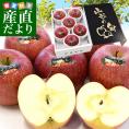 山形県より産地直送 山形朝日町APPLE’S サンふじりんご 特秀品 約2キロ 化粧箱（5玉から7玉） 送料無料 林檎 リンゴ ギフト