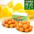愛媛県産 JAえひめ中央 中島のいよかん 優品2Lサイズ 10キロ (36玉前後) 柑橘 オレンジ 伊予柑　送料無料 市場発送