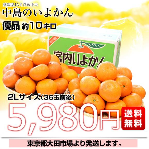 愛媛県産 JAえひめ中央 中島のいよかん 優品2Lサイズ 10キロ (36玉前後) 柑橘 オレンジ 伊予柑　送料無料 市場発送03