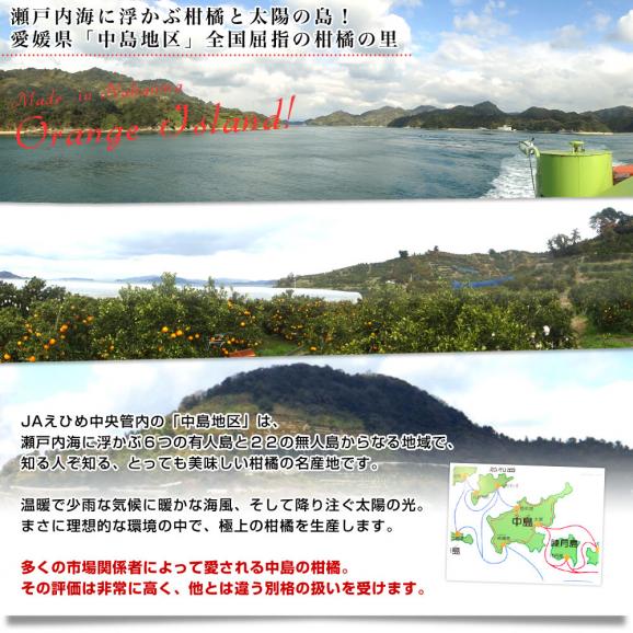 愛媛県産 JAえひめ中央 中島のいよかん 優品2Lサイズ 10キロ (36玉前後) 柑橘 オレンジ 伊予柑　送料無料 市場発送06