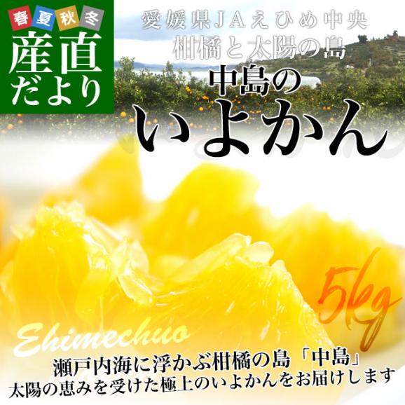 愛媛県産 JAえひめ中央 中島のいよかん 優品2Lサイズ 5キロ (18玉前後) 柑橘 オレンジ 伊予柑　送料無料 市場発送02