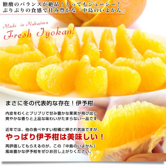 愛媛県産 JAえひめ中央 中島のいよかん 優品2Lサイズ 5キロ (18玉前後) 柑橘 オレンジ 伊予柑　送料無料 市場発送05