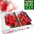 JA香川県より産地直送 女峰いちご DXタイプ 460g (230g×2P：6粒から14粒×2P) 送料無料 イチゴ 苺 讃岐※クール便