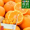 愛媛県産 JAえひめ南 ポンカン 赤秀品 2Lサイズ 約2.8キロ （20玉前後） 送料無料 柑橘 オレンジ ぽんかん 市場発送