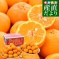 愛媛県産 JAえひめ南 ポンカン 赤秀品 2Lサイズ 約9キロ (60玉前後) 送料無料 柑橘 オレンジ ぽんかん 市場発送