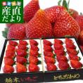栃木県産　 JAかみつが 本場の栃乙女 超大粒ＤＸ 約1キロ (12粒から15粒×2P) いちご イチゴ 苺 送料無料 