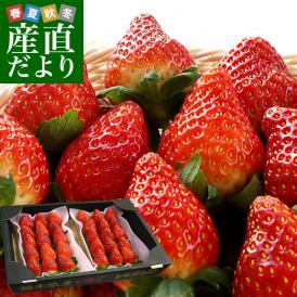 栃木県産 JAかみつが 本場の栃乙女 SD 320g×２P (12粒から15粒×2P) いちご イチゴ 苺 送料無料 