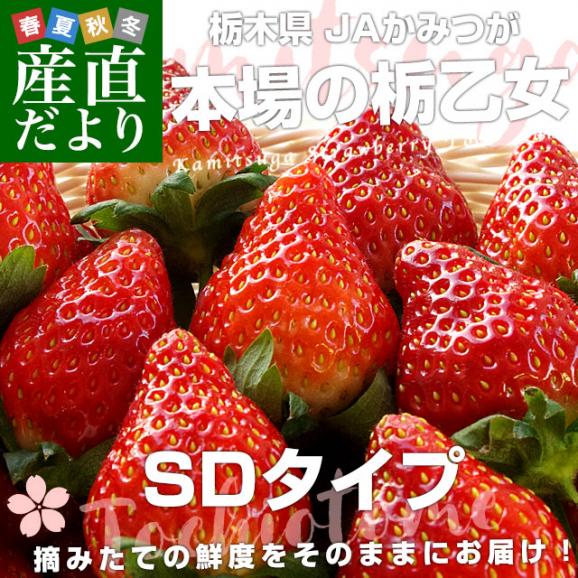 栃木県産 JAかみつが 本場の栃乙女 SD 320g×２P (12粒から15粒×2P) いちご イチゴ 苺 送料無料 02