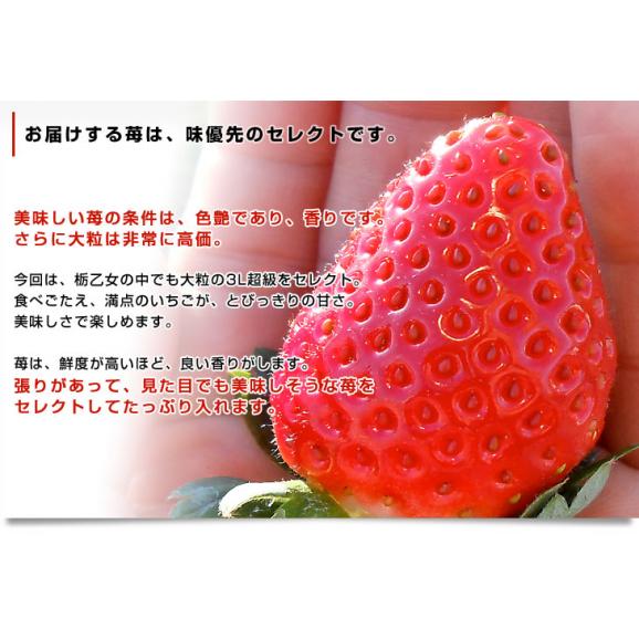 栃木県産 JAかみつが 本場の栃乙女 SD 320g×２P (12粒から15粒×2P) いちご イチゴ 苺 送料無料 04