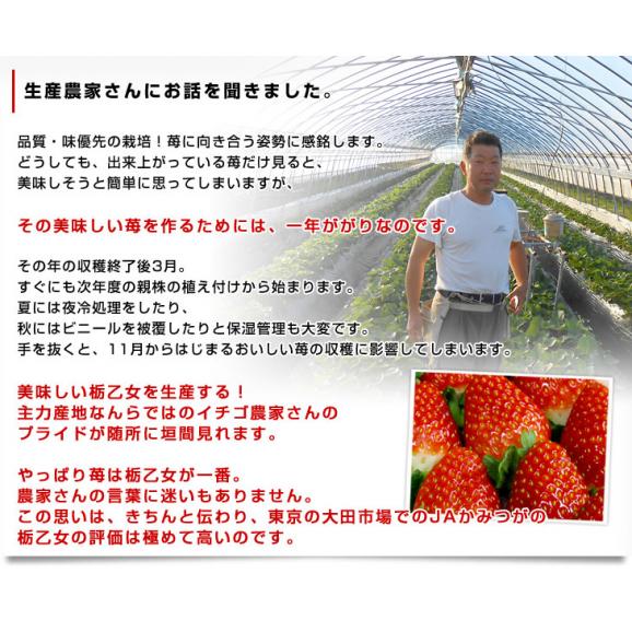 栃木県産 JAかみつが 本場の栃乙女 SD 320g×２P (12粒から15粒×2P) いちご イチゴ 苺 送料無料 05