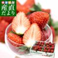 千葉県産 ステビア農法生産組合のとちおとめ A品から3L(A品・2A・L・2L・3L）1箱 約1キロ(260g×4パック) 送料無料 いちご 苺 栃乙女 ステビア栽培 市場発送
