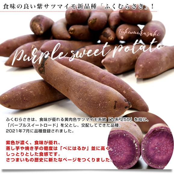 茨城県 JAなめがたしおさい 行方の紫福（なめがたのしふく）品種名：ふくむらさき Mサイズ 約2.5キロ（9本前後） 送料無料 さつまいも 紫芋 市場発送05