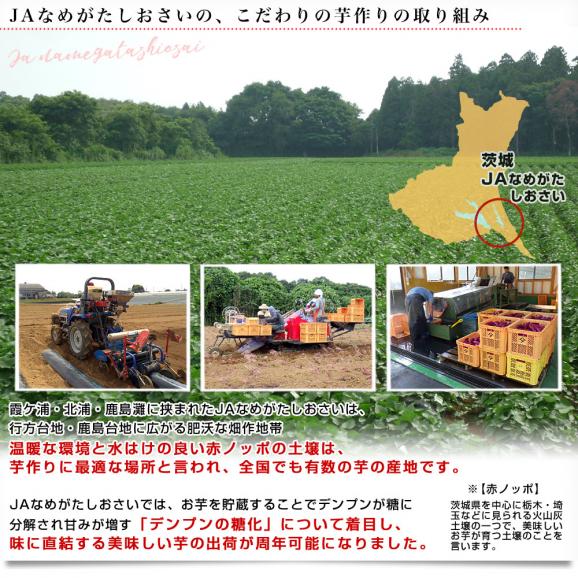茨城県 JAなめがたしおさい 行方の紫福（なめがたのしふく）品種名：ふくむらさき Mサイズ 約2.5キロ（9本前後） 送料無料 さつまいも 紫芋 市場発送06