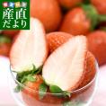 千葉県産 ステビア農法生産組合のやよいひめ A品から3L(A品・2A・L・2L・3L）1箱 約1キロ(260g×4パック) 送料無料 いちご 苺 栃乙女 ステビア栽培 市場発送