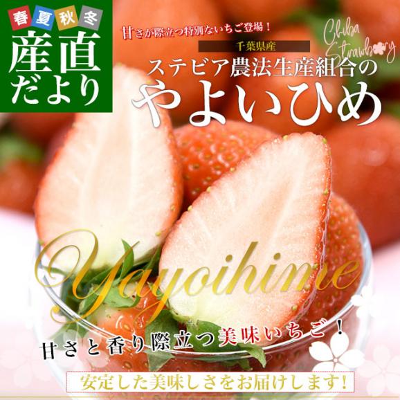 千葉県産 ステビア農法生産組合のやよいひめ A品から3L(A品・2A・L・2L・3L）1箱 約1キロ(260g×4パック) 送料無料 いちご 苺 栃乙女 ステビア栽培 市場発送02