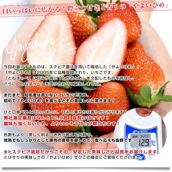 千葉県産 ステビア農法生産組合のやよいひめ A品から3L(A品・2A・L・2L・3L）1箱 約1キロ(260g×4パック) 送料無料 いちご 苺 栃乙女 ステビア栽培 市場発送04
