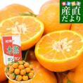 和歌山県産 JA紀南 木熟ポンカン 3LからL 秀品 約4.5キロ（24玉から36玉）送料無料 柑橘 オレンジ ぽんかん 市場発送