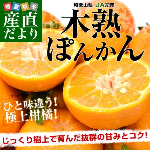 和歌山県産 JA紀南 木熟ポンカン 3LからL 秀品 約4.5キロ（24玉から36玉）送料無料 柑橘 オレンジ ぽんかん 市場発送02