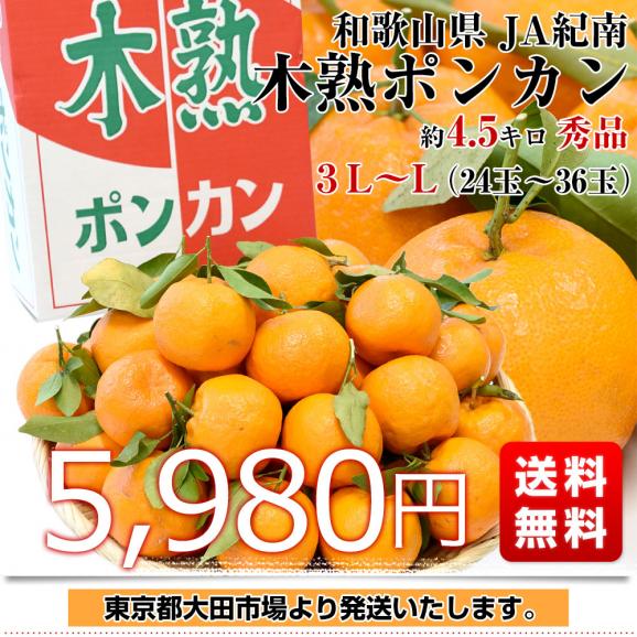和歌山県産 JA紀南 木熟ポンカン 3LからL 秀品 約4.5キロ（24玉から36玉）送料無料 柑橘 オレンジ ぽんかん 市場発送03