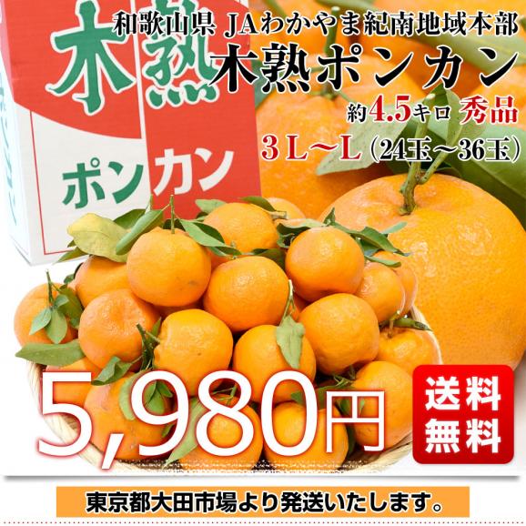和歌山県産 JAわかやま紀南地域本部 木熟ポンカン 3LからL 秀品 約4.5キロ（24玉から36玉）送料無料 柑橘 オレンジ ぽんかん 市場発送03