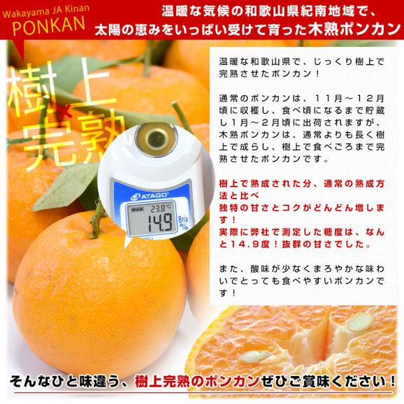 和歌山県産 JA紀南 木熟ポンカン 3LからL 秀品 約4.5キロ（24玉から36玉）送料無料 柑橘 オレンジ ぽんかん 市場発送04