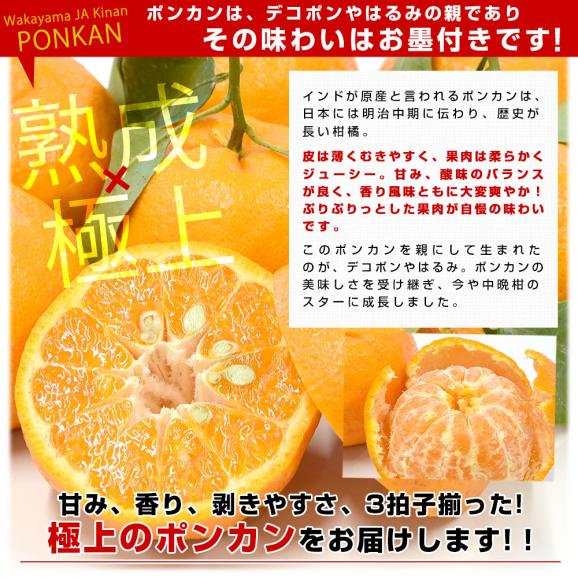 和歌山県産 JA紀南 木熟ポンカン 3LからL 秀品 約4.5キロ（24玉から36玉）送料無料 柑橘 オレンジ ぽんかん 市場発送05