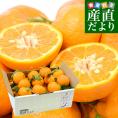 和歌山県産 JA紀南 木熟ポンカン 3LからL 秀品 約2.5キロ（12玉から20玉）送料無料 柑橘 オレンジ ぽんかん 市場発送