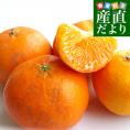 愛媛県産 JAにしうわ 訳あり甘平（かんぺい）5キロ 5Lから2L（12玉から26玉）市場スポット みかんミカン 送料無料