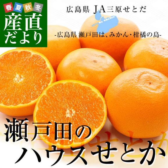 広島県産 JA三原せとだ「せとか」 3キロ 特選 Lから3Lサイズ（10玉から15玉）柑橘 かんきつ オレンジ  市場スポット  送料無料02