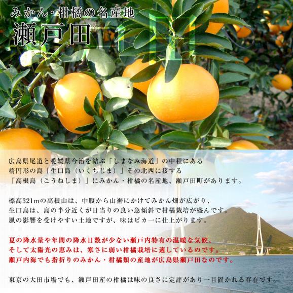 広島県産 JA三原せとだ「せとか」 3キロ 特選 Lから3Lサイズ（10玉から15玉）柑橘 かんきつ オレンジ  市場スポット  送料無料04