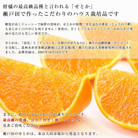 広島県産 JA三原せとだ「せとか」 3キロ 特選 Lから3Lサイズ（10玉から15玉）柑橘 かんきつ オレンジ  市場スポット  送料無料05