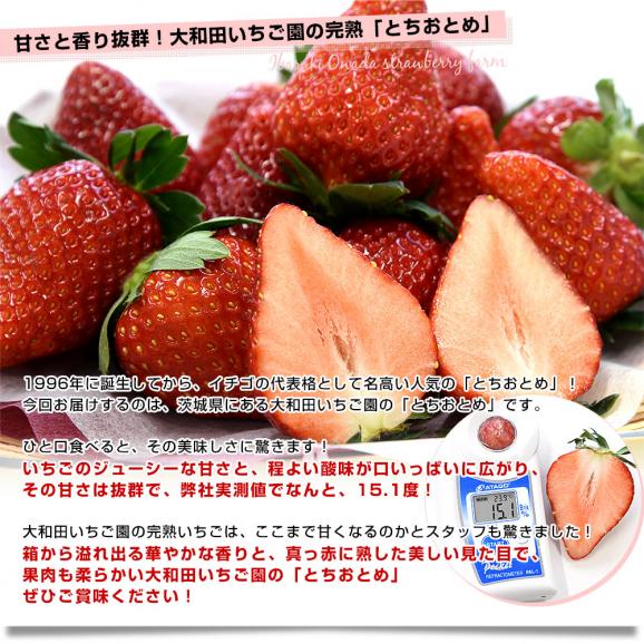 茨城県産 大和田いちご園の極（きわみ）とちおとめ 1箱 300g以上（15粒から18粒）送料無料 いちご イチゴ 苺 栃乙女 市場発送04