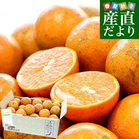 沖縄県産 JAおきなわ たんかん 約3キロ MからSサイズ(25玉から30玉前後) 送料無料 柑橘 オレンジ タンカン 市場発送