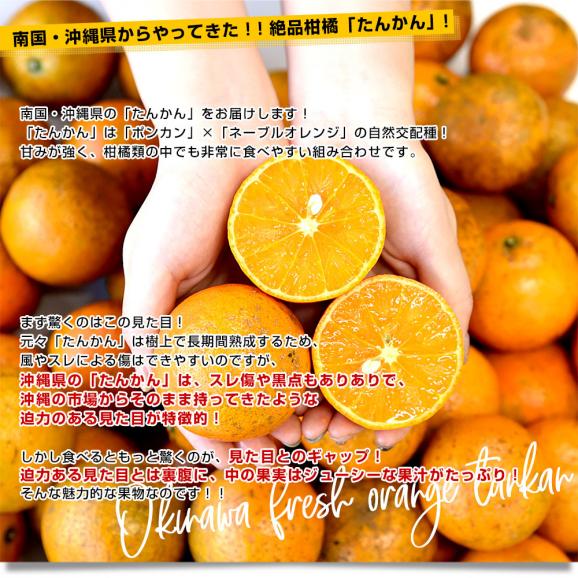 沖縄県産 JAおきなわ たんかん 約3キロ MからSサイズ(25玉から30玉前後) 送料無料 柑橘 オレンジ タンカン 市場発送04