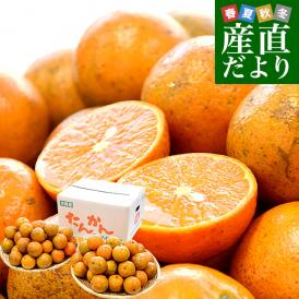 沖縄県産 JAおきなわ たんかん 約10キロ MからSサイズ(80玉から100玉前後) 送料無料 柑橘 オレンジ タンカン 市場発送
