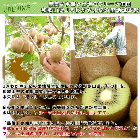 和歌山県産 JAわかやま紀の里地域本部 熟姫(うれひめ) 約1.8キロ(5玉から7玉入り&times;2袋) 送料無料 キウイフルーツ グリーンキウイ ヘイワード 市場発送05