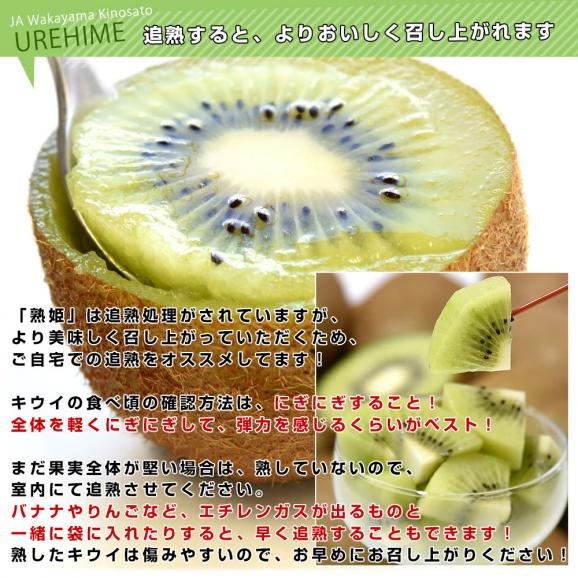 和歌山県産 JAわかやま紀の里地域本部 熟姫(うれひめ) 約1.8キロ(5玉から7玉入り&times;2袋) 送料無料 キウイフルーツ グリーンキウイ ヘイワード 市場発送06
