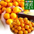 静岡県産　JAしみず　こん太きんかん　3Lから2L　秀品　約1キロ　金柑　キンカン 送料無料