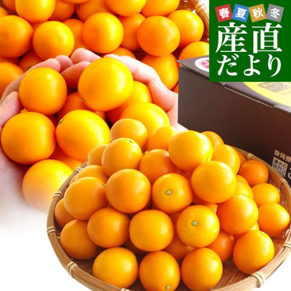 当社の こん太きんかん JAしみず 静岡県産 超大玉4L以上 約1キロ 秀品 果物