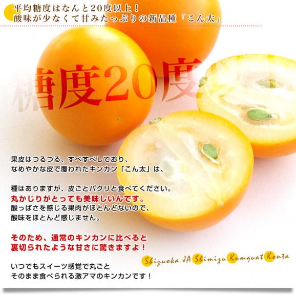 静岡県産　JAしみず　こん太きんかん　超大玉4L以上　秀品　約1キロ　金柑　キンカン 送料無料04